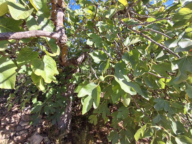 Foto de3a7219-33f3-48ca-a117-1d3364b188c4. Finca rústica a del polígon 66 a Perelló (El)
