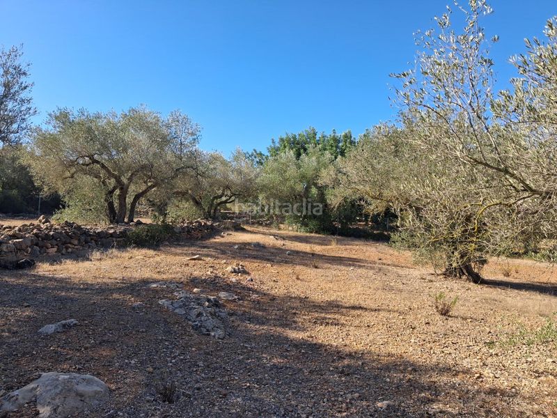 Foto fbd9c61e-8611-4e42-8cd1-0bdce83fbb74. Finca rústica a del polígon 66 a Perelló (El)