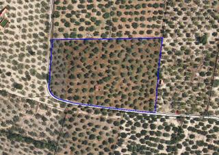 Finca rústica a Roquetes. Finca rustica de regadio con produccion ecologias en venta