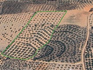 Finca rústica a Cogollos de la Vega. Ocasión!! finca de olivos en cogollos vega por 75.000