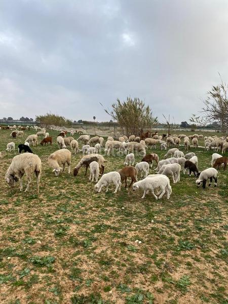 Foto e525771b-0a59-4f6f-bdeb-d58b5decbda9. Casa con parcheggio in Las Tres Piedras - Costa Ballena Chipiona