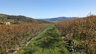Propriété  Castillo pedroso. Finca rúst. en venta en castillo pedroso.