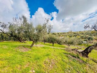 Finca rústica a Plaza la fuente 4. Parcela en venta  en periana (málaga)