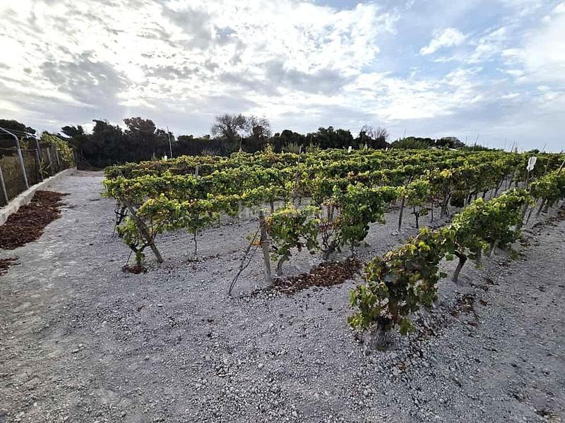 Foto 6e509e72-9a7f-4cb8-b728-87470e681a7b. Terrain résidentiel dans Los Franceses - La Vega Chiclana de la Frontera