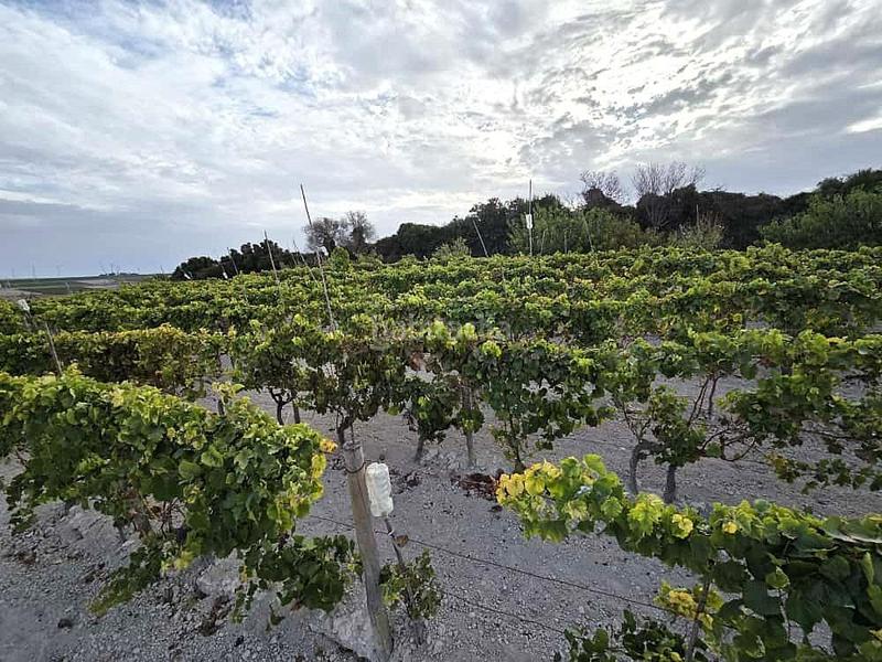 Foto fd943f6c-540b-48b2-8bf9-c7ac12025cc1. Terrain résidentiel dans Los Franceses - La Vega Chiclana de la Frontera