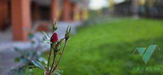 Pis  De la independencia