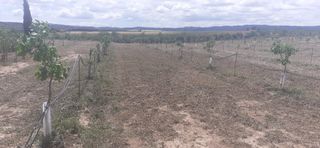 Rural plot in Borges Blanques (Les). En venda a les borges blanques. peça de terra de secà de 12.010