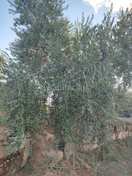 Foto 8da84118-8a4d-42ba-b318-6254a59ec39c. Finca rústica a Juncosa