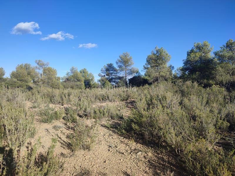 Foto 7c9a2fa4-bf91-4dcf-82a6-223c3ca26bd9. Fondo rustico in Albagés (L´)