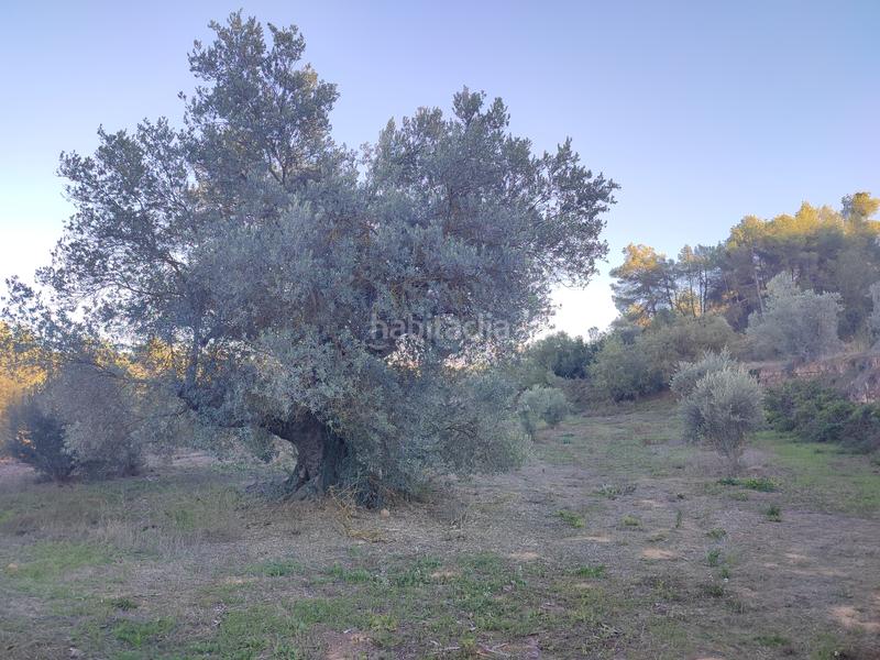 Foto ef01166c-1a7e-4bb2-89ed-56772ab8e819. Fondo rustico in Albagés (L´)