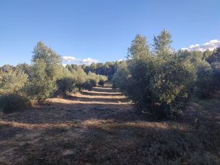 Finca r�stica a Cervi� de les Garrigues. En venda finca r�stica de sec� de 34 hect�reas totals al municip