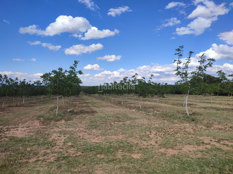 Foto 1b16250b-9f47-446c-abdf-c5d6b20d9113. Finca rústica a Borges Blanques (Les)