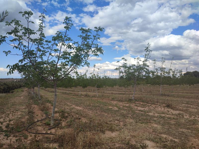 Foto 71348542-d644-41b8-ba9f-5a624b5e9d4a. Finca rústica a Borges Blanques (Les)