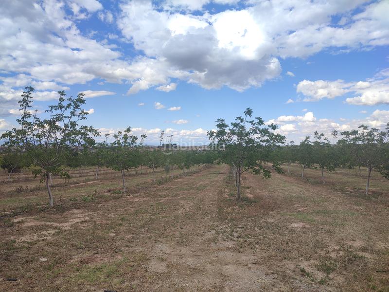 Foto 76f5f2d3-ac11-40b7-99d2-6441849fa13e. Finca rústica a Borges Blanques (Les)