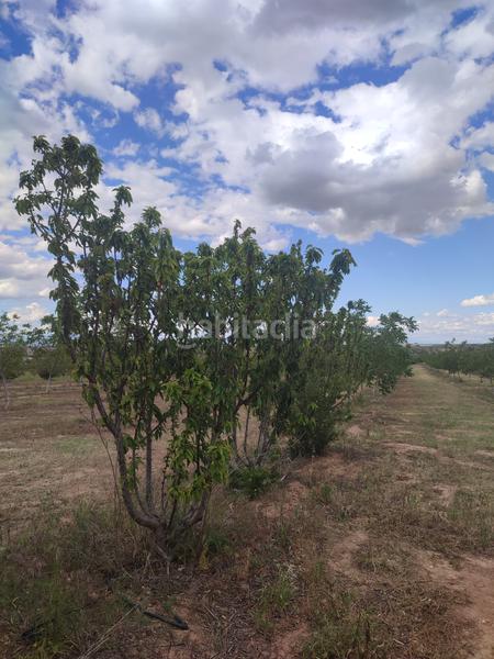 Foto bcdb2203-a590-45c3-8fa9-747cbe7597b6. Finca rústica a Borges Blanques (Les)