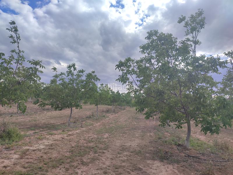 Foto de26592f-d0d3-4f1f-b711-8c81ad2fe5db. Finca rústica a Borges Blanques (Les)