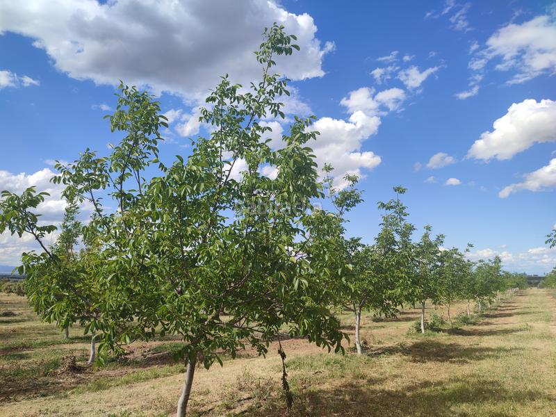 Foto f1655f9f-0ea6-4fb3-9e26-45c106930903. Finca rústica a Borges Blanques (Les)