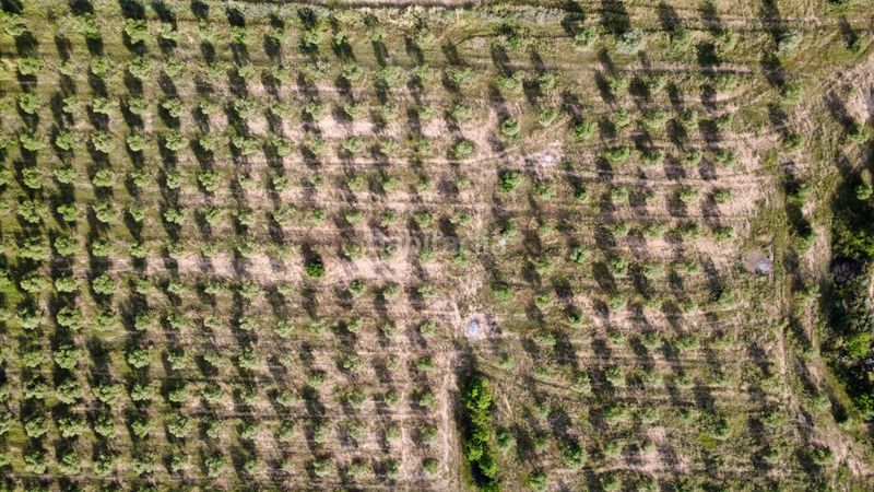 Foto 491584bf-e5d5-40e5-b06a-3af9f95bfde6. Finca rústica a n/a a Borges Blanques (Les)