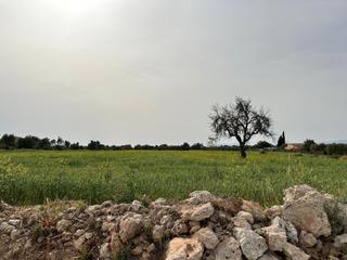 Masia  Camí de muntanya. Encantadora finca rústica en algaida