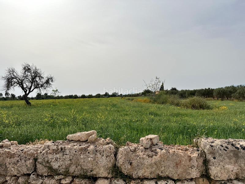 Foto 9c1ad437-2a1a-4d1c-a7e1-46764744b1fc. Finca rústica a n/a a Algaida