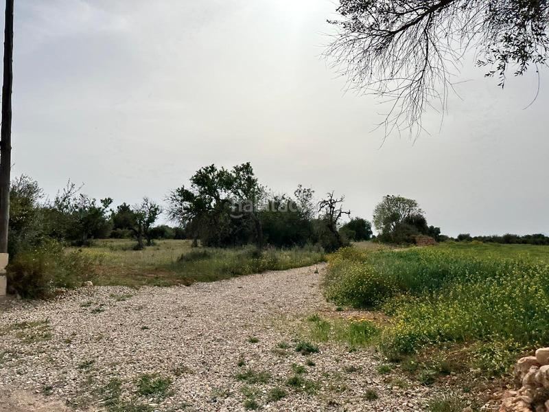 Foto a1c917fd-c325-4d71-9d37-0df15aafe8d0. Finca rústica a n/a a Algaida