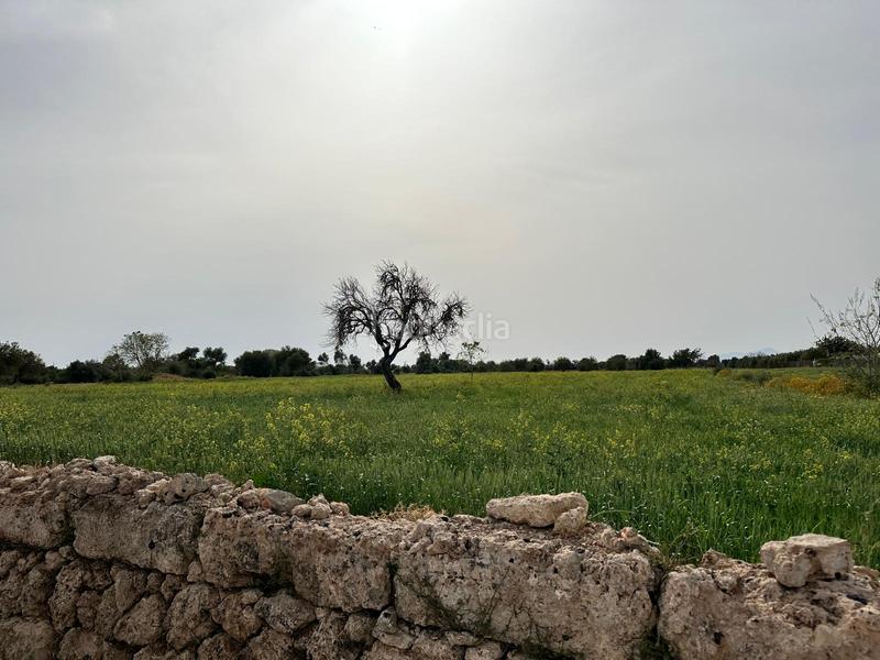 Foto eea6bdbd-1fdb-4cff-af47-d61833aa9254. Finca rústica a n/a a Algaida