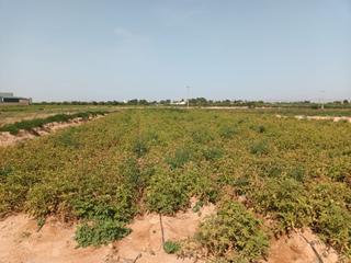 Finca rústica a Albujón. Se vende terreno rústico en las lomas del albujón