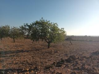 Finca rústica a La Pinilla - Las Palas. Se vende terreno rústico en el paraje los lardines - fuente álam
