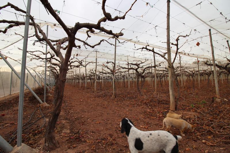 Foto 12a1c464-81f1-4162-98fd-98741c13fc29. Landgut in Totana