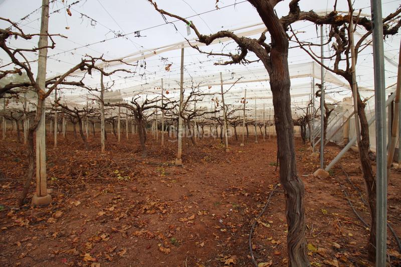 Foto 6e9164db-d651-4f11-a785-f99fece3db9e. Landgut in Totana