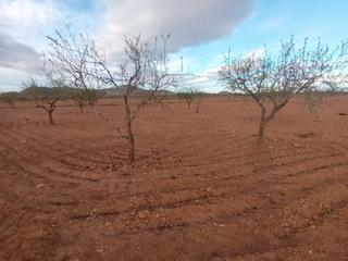 Finca rústica a Centro. Se vende terreno rústico en el pasaje los guijarros- fuente álam