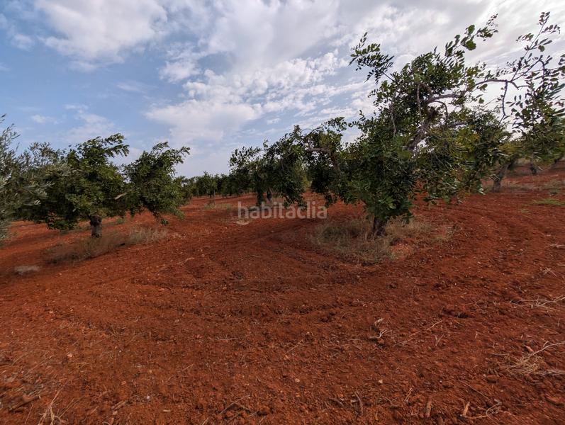 Foto 3d36167d-1614-42dc-ae98-8f8267f53384. Finca rústica se vende finca en los carriones (cuesta blanca) en Cartagena