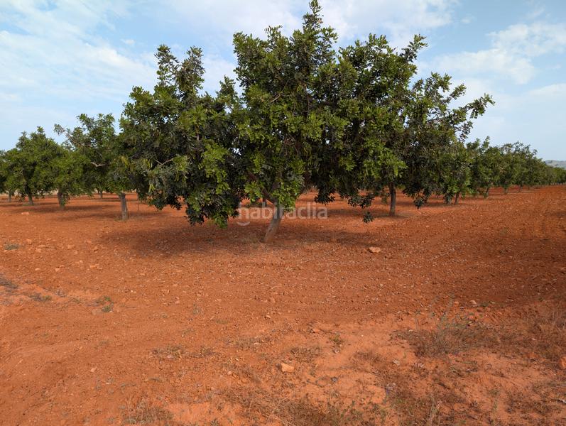 Foto 67ad8171-7c7a-4d5c-84f1-7368513418b6. Finca rústica se vende finca en los carriones (cuesta blanca) en Cartagena