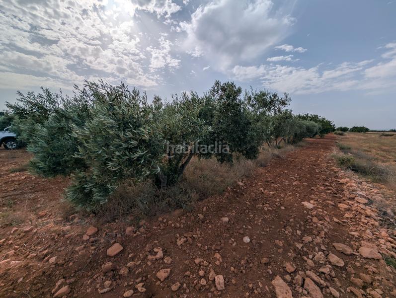 Foto 7a4fa7d5-7de8-4820-a88e-b1d47722b849. Finca rústica se vende finca en los carriones (cuesta blanca) en Cartagena