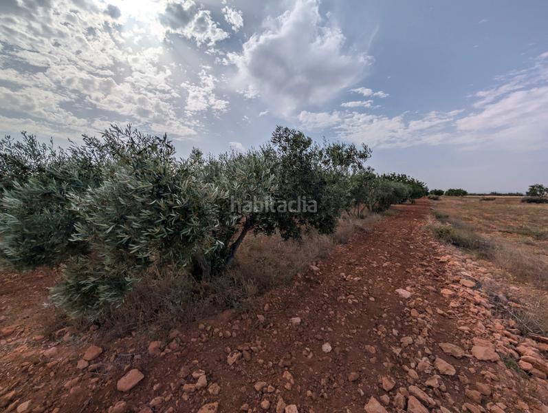 Foto af16c298-2032-4003-a424-04befecec021. Finca rústica se vende finca en los carriones (cuesta blanca) en Cartagena