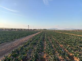 Mas à Llano de los cegarra. Finca rúst. en venta en bálsicas.