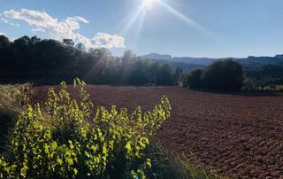 Rural plot in Camino vall de maria