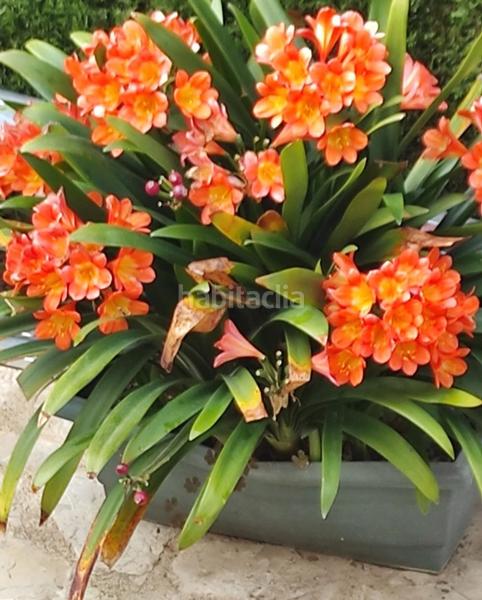 Foto f2f4346e-ee41-4f3f-835e-e6cc4ce97369. Casa en Sierra Helada Benidorm