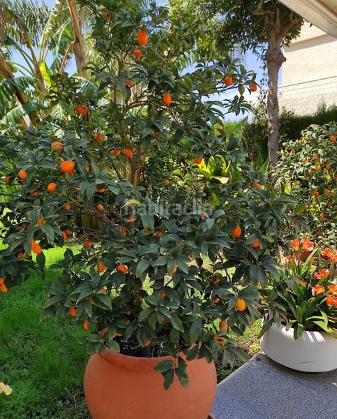 Foto da4901d5-467a-42b5-9856-a31da7099978. Haus in Sierra Helada Benidorm