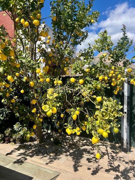 Foto c946dc55-7926-435f-babb-e7053964b9d1. Casa amb piscina a La Alberca Polop