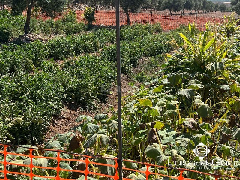 Foto 1e00a11a-17b7-4107-9d91-0428e679453a. Finca rústica a Campo de Criptana