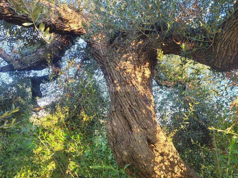 Foto 54a77783-d603-4625-815f-2dbfbf8ec939. Landgut in cami almoster 9 in Selva del Camp (La)