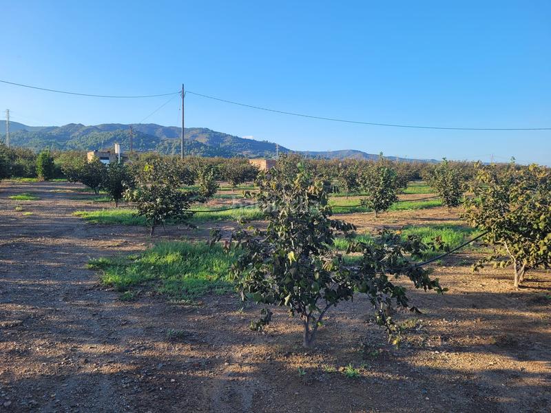 Foto 610bfc6a-3d4d-482e-badc-eddec197e4c6. Landgut in cami almoster 9 in Selva del Camp (La)