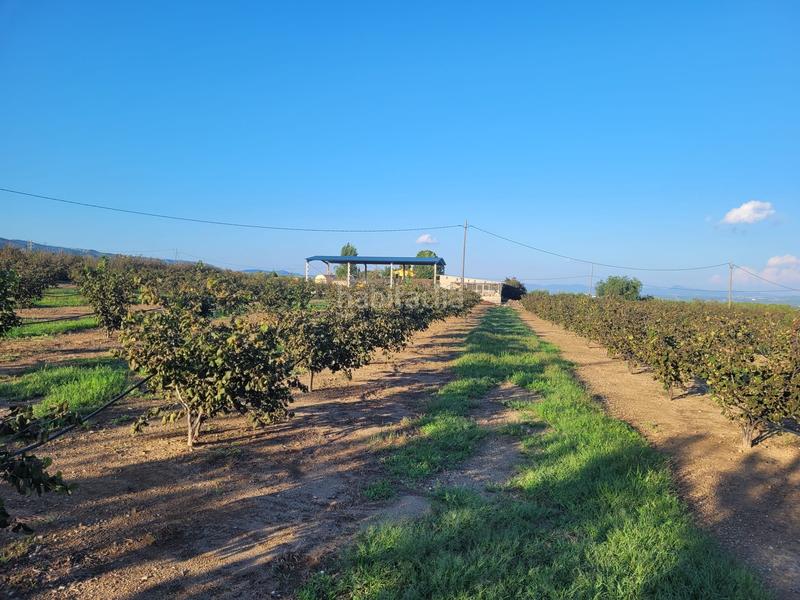 Foto e25faffe-57fe-4a6d-a194-724cacee99d1. Landgut in cami almoster 9 in Selva del Camp (La)