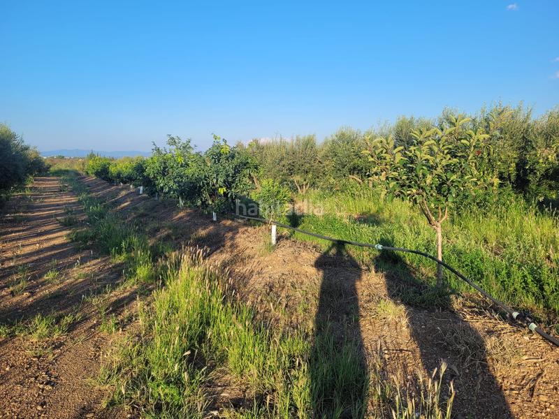 Foto e50514b1-662b-4e98-ada8-4c440fee4201. Landgut in cami almoster 9 in Selva del Camp (La)