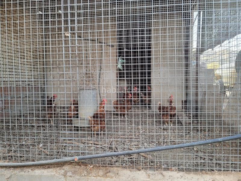 Foto ebff4818-9d10-4943-a3d0-b177e827a205. Landgut in cami almoster 9 in Selva del Camp (La)