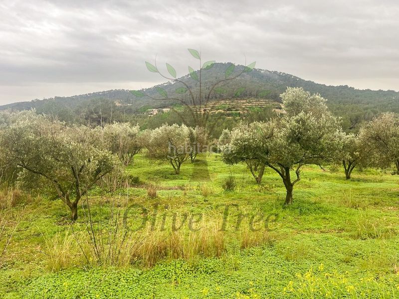 Foto 63ebf0cc-f166-4577-a304-2415b31bf288. Terreny residencial a Can Furnet Santa Eulària