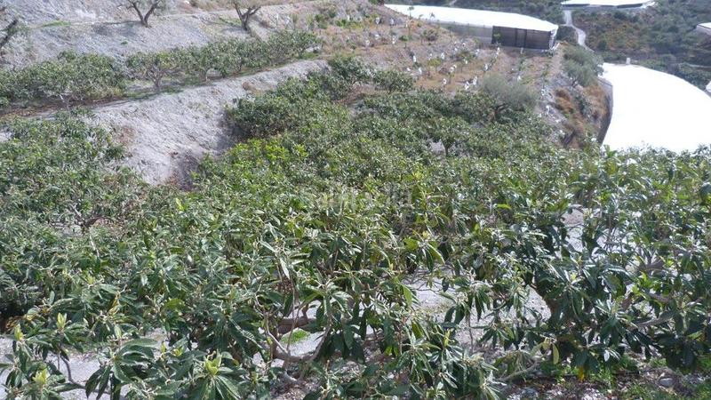 Foto 205e8444-3e70-4614-be77-247b3c6b8624. Terrain résidentiel dans Ítrabo