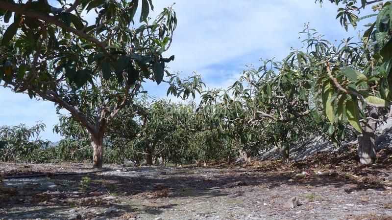 Foto 7cc8f13f-2998-4deb-b2e1-a7cc8465b130. Terrain résidentiel dans Ítrabo