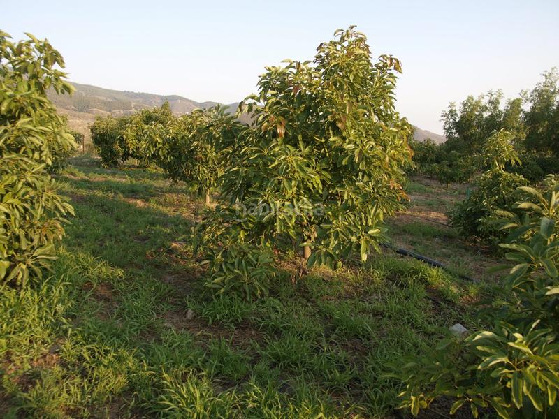 Foto 3fcc5af7-e170-48f8-ae0e-bbf7b459cee3. Bauernhof mit pool in Los Tablones - La Garnatilla Motril